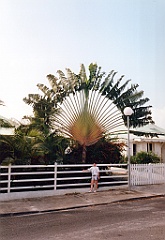 1998 - Guadeloupe 12